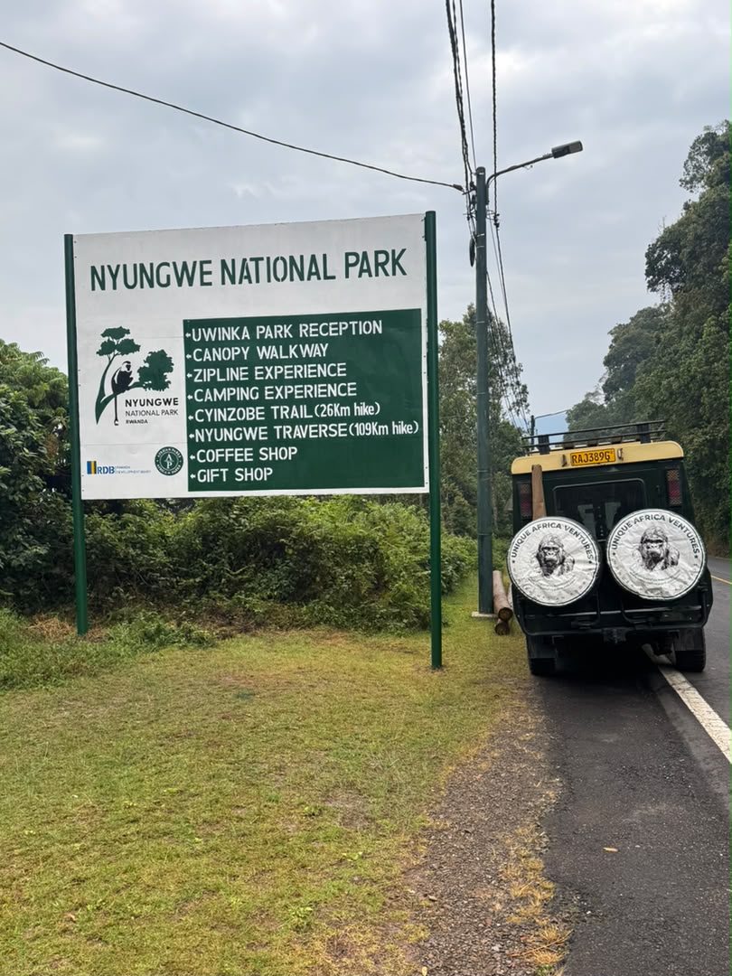 Chimpanzees tracking