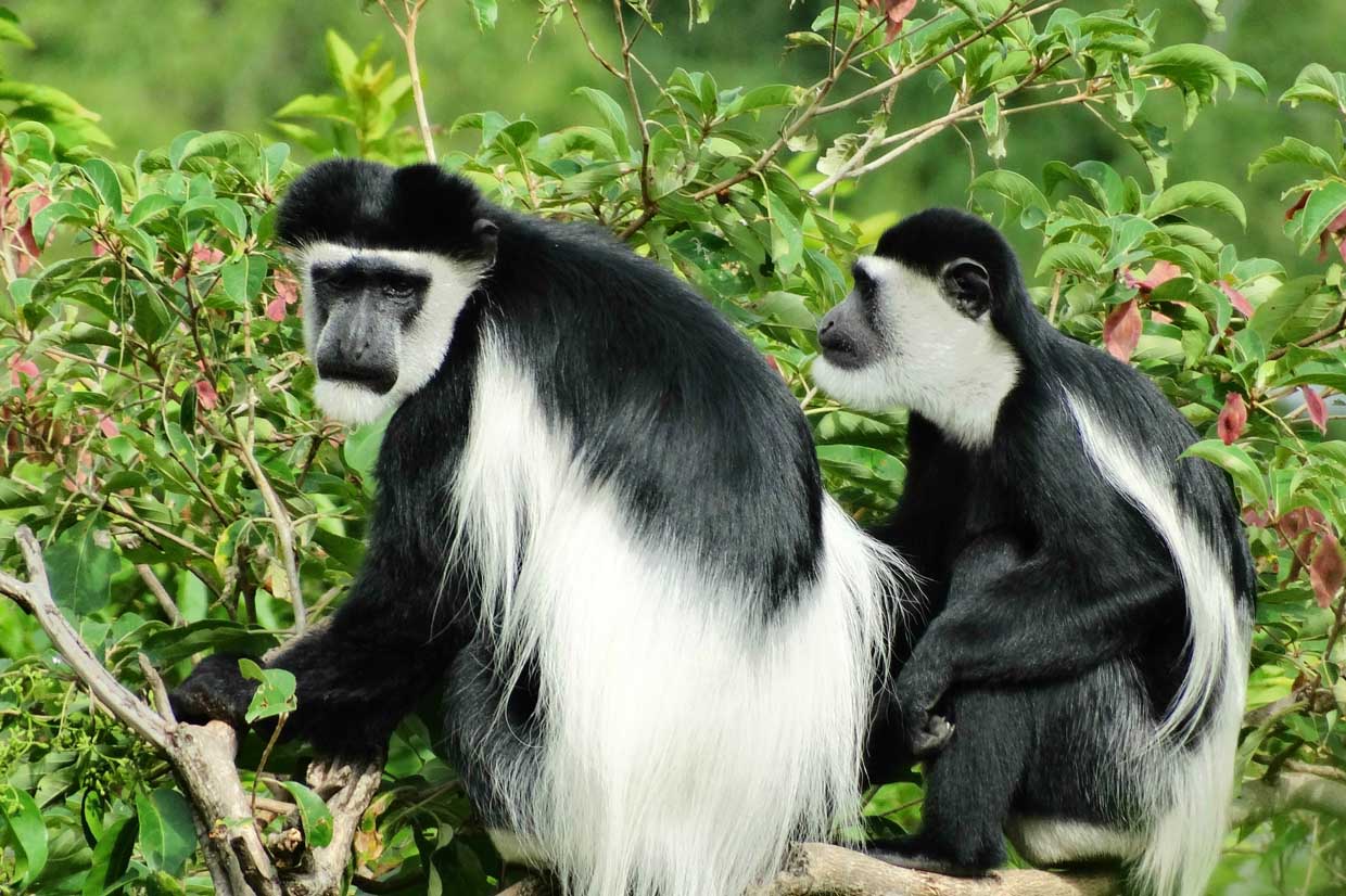 Colobus monkey sitting and oberseving inside Nyungwe National Park
