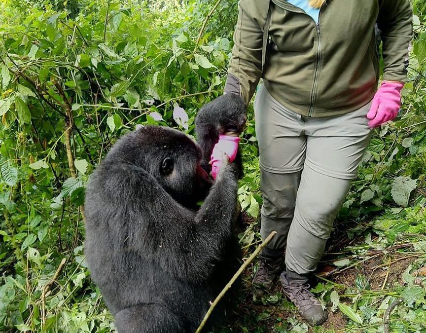 A solo woman Traveller chilling with Gorilla