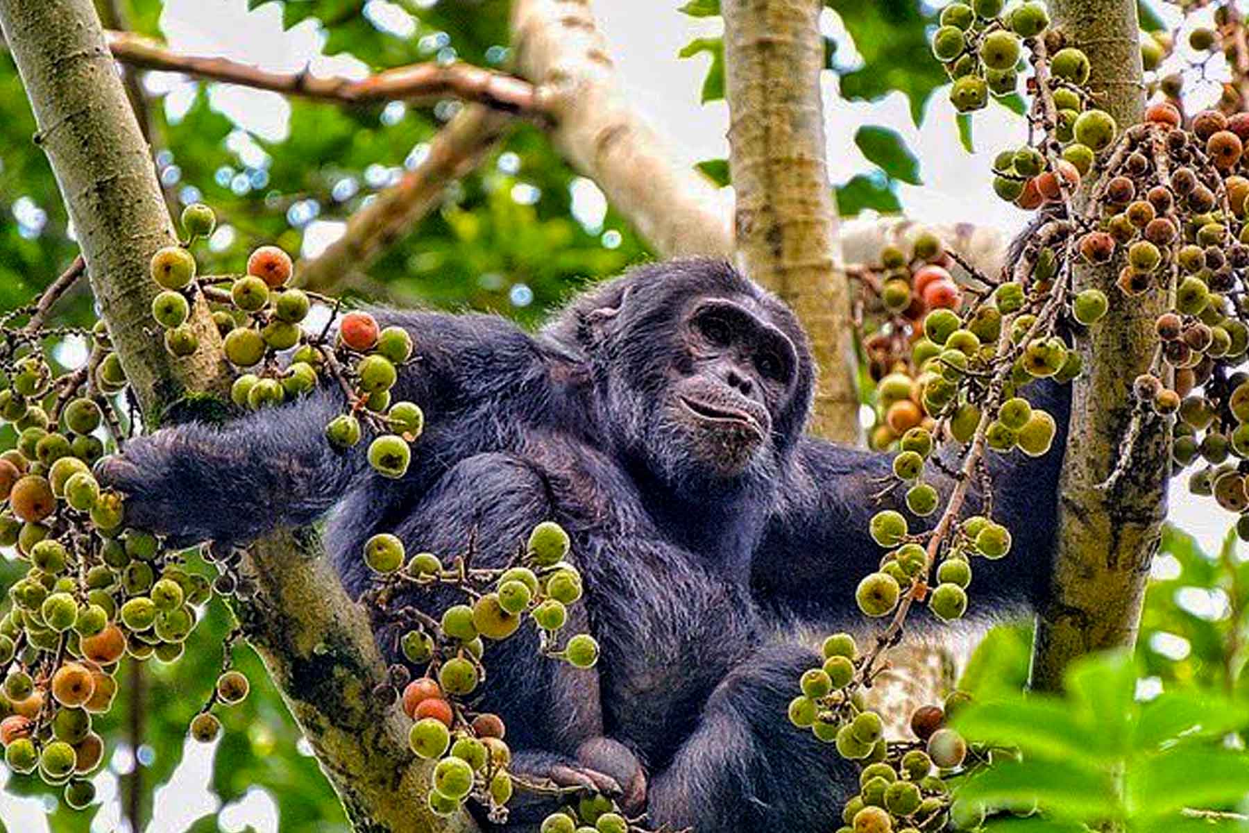 Chimpanzee eating fruits in Nyungwe Forest National Park activities